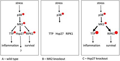 The enigma of small heat shock protein phosphorylation